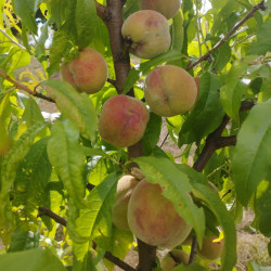 Belle des croix rouges