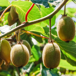 Kiwis - Hayward