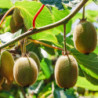 Kiwis - Hayward