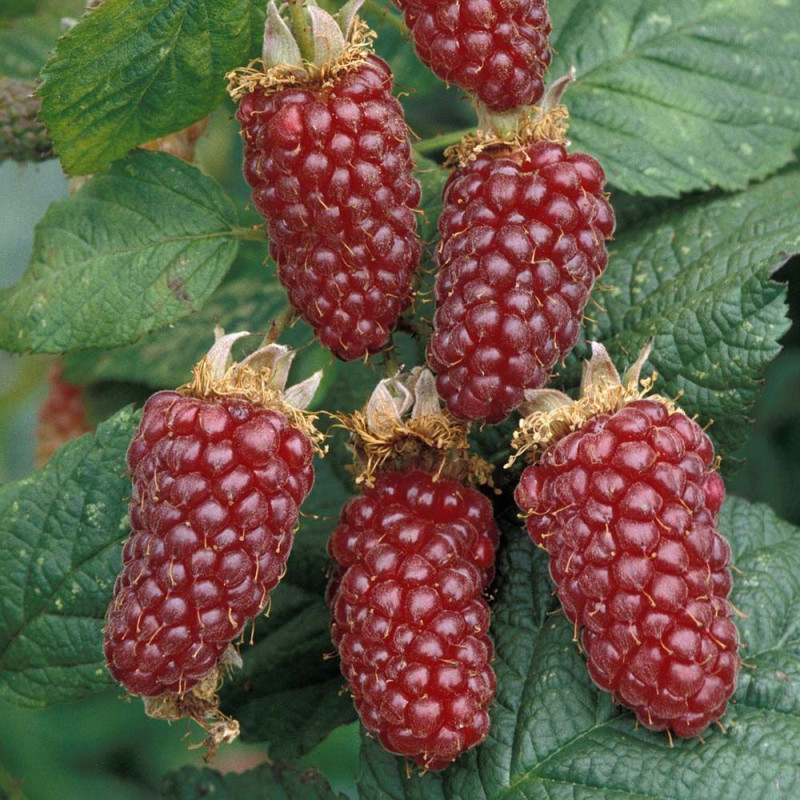 ronces et hybrides - Tayberry ronces et hybrides - Tayberry