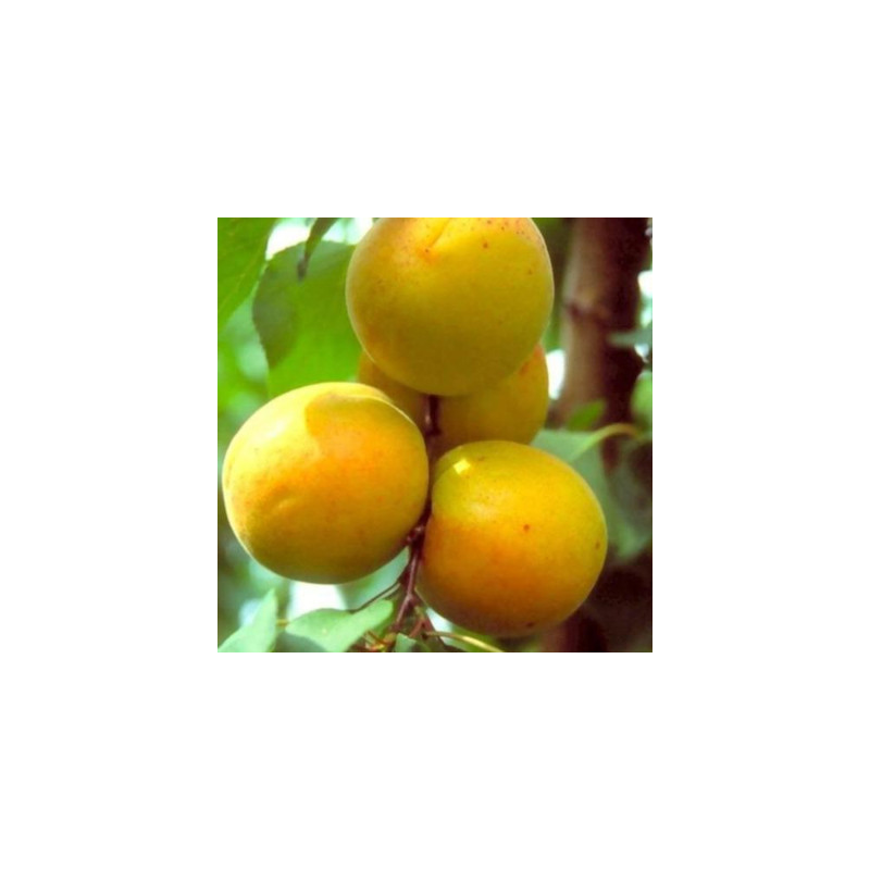 Polonais