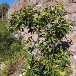 Agrumes - Ichang Lemon