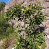 Agrumes - Ichang Lemon