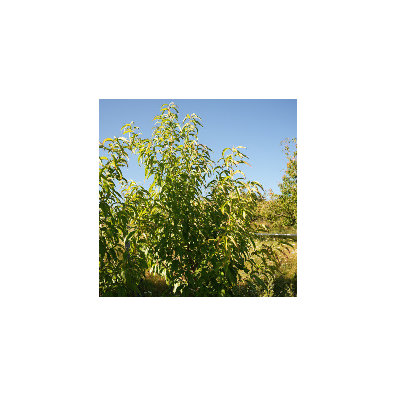 Pêchers - Amsden