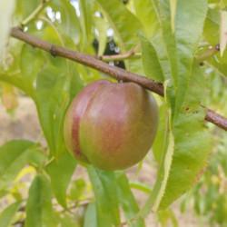 Pêchers - Felligni