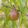 Pêchers - Felligni