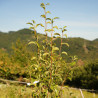 Bergamote Esperen