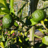 Agrumes - Yuzu n°3