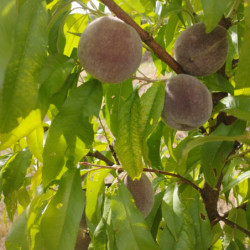 Pêchers - Sanguine Saint-Laurent