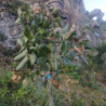 Pistachiers - Peters