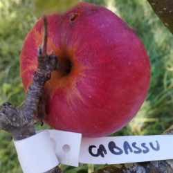 Cabassou
