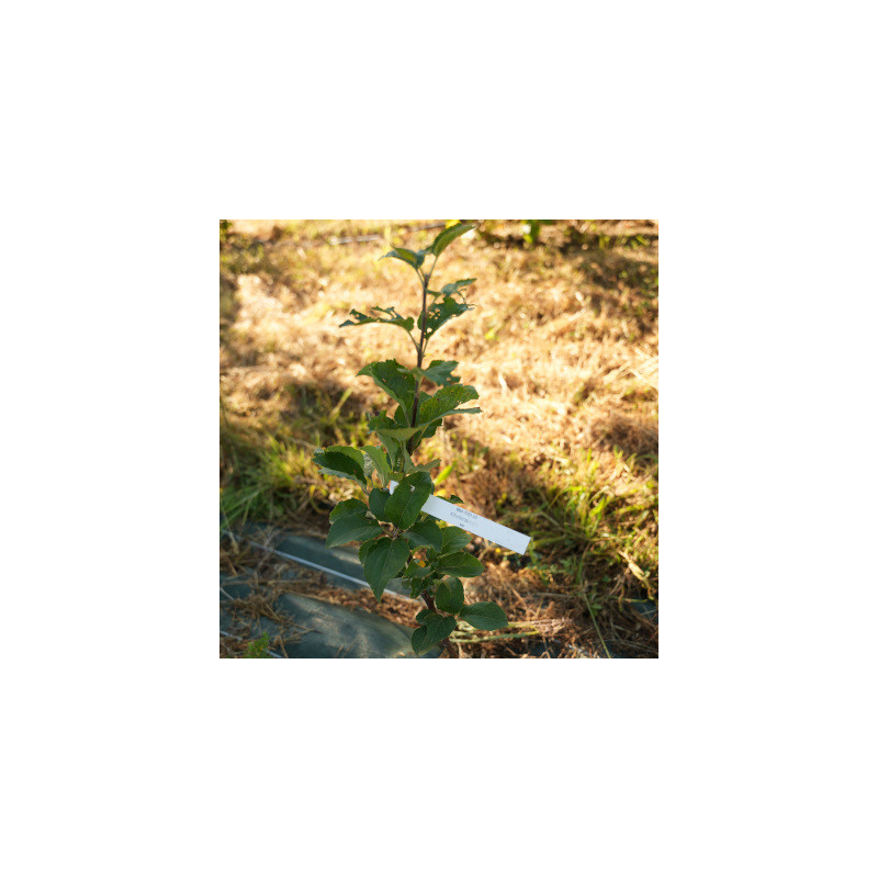 Chantemerle