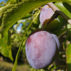 Pruniers - Quetsche d’Italie