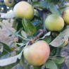 Reinette du Mans