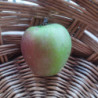 Pommiers - Rose douce
