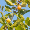 Mirabelle de Nancy