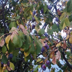 Pruniers - Prune d’Ente