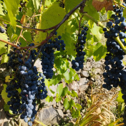 Vignes - Baco noir