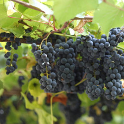 Vignes - Clinton