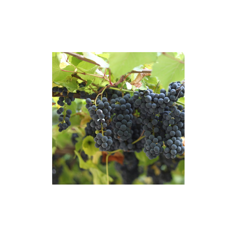 Vignes - Clinton
