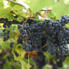Vignes - Clinton
