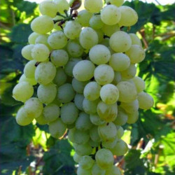 Vignes - Sultanine