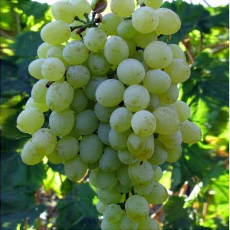Vignes - Sultanine