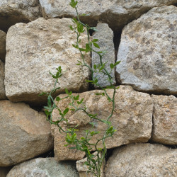 Haies et porte-greffes - Poncirus Trifoliata Flying dragon