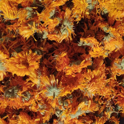 Verveine