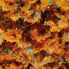 Verveine