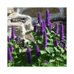 Agastache anisée