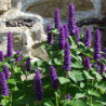 Agastache anisée