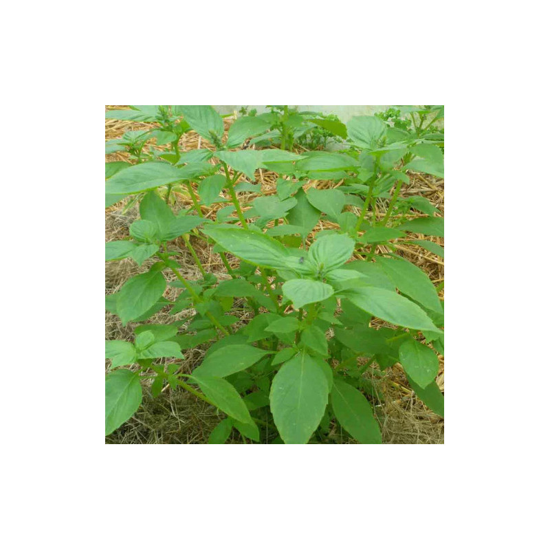 copy of copy of Amarante golden