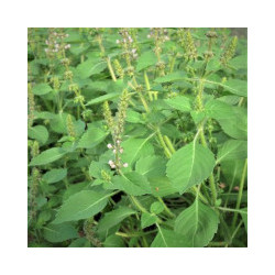 Basilic sacré/tulsi