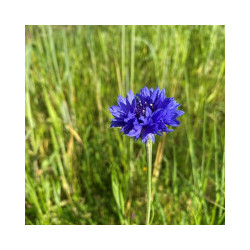 copy of copy of copy of copy of copy of copy of Amarante golden