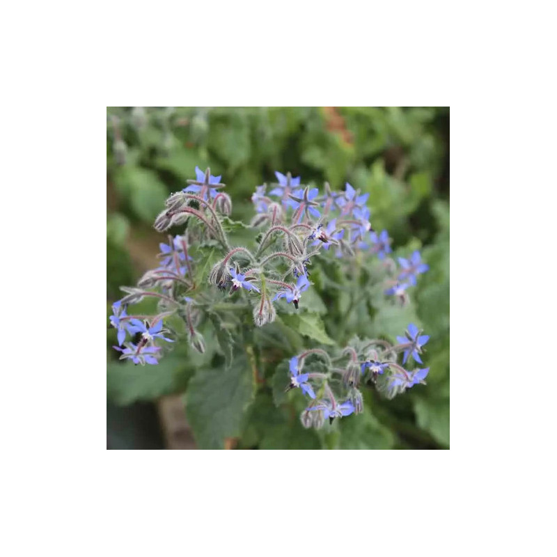 copy of copy of copy of copy of copy of copy of copy of Amarante golden