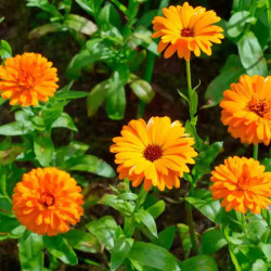 Calendula/souci