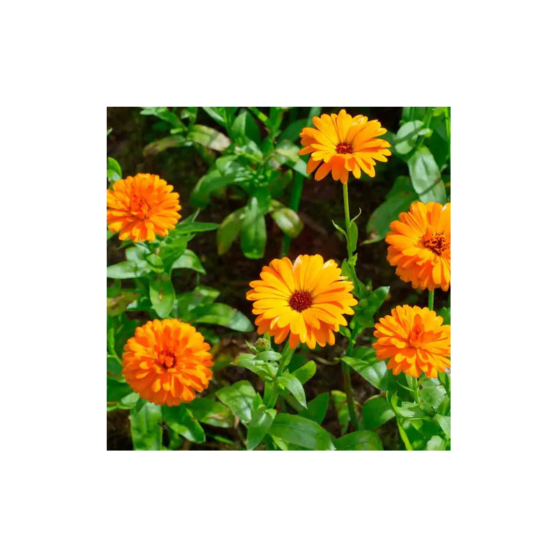 Calendula/souci