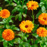 Calendula/souci