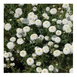 Camomille romaine double pompon