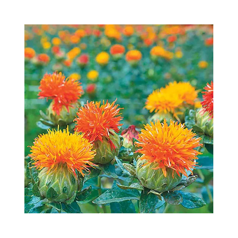 copy of copy of copy of copy of copy of copy of copy of copy of copy of copy of copy of Amarante golden