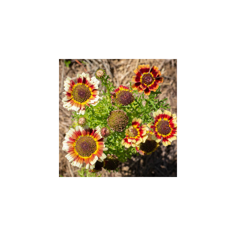 Chrysantheme à carème fancy