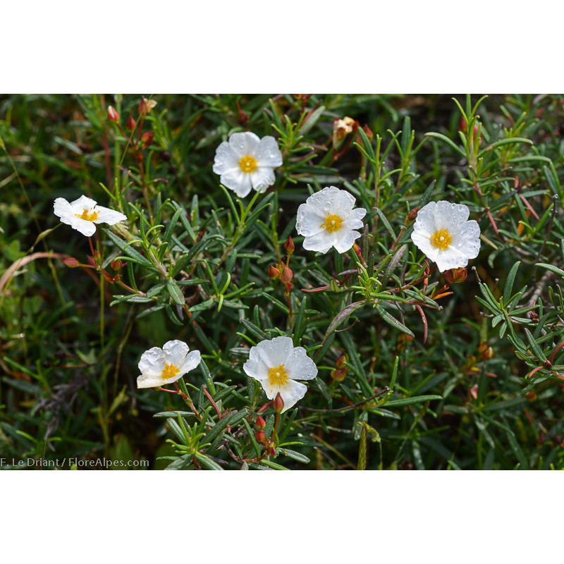 copy of copy of copy of copy of copy of copy of copy of copy of copy of copy of copy of copy of copy of copy of Amarante golden