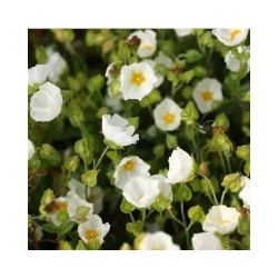 Ciste à feuille de sauge