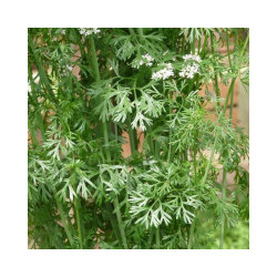 Coriandre à petite graine