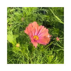 Cosmos abricot lemonade