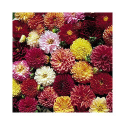 Dahlia double extreme