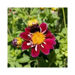 Dahlia harlequin