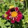 Dahlia harlequin