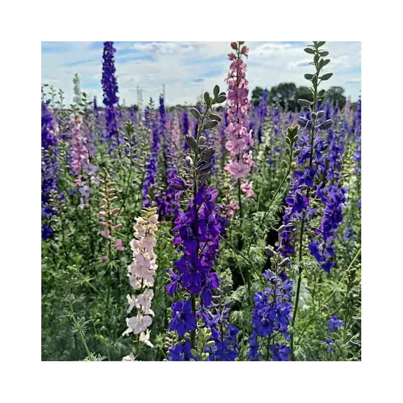 Delphinium impérial/pied d'alouette